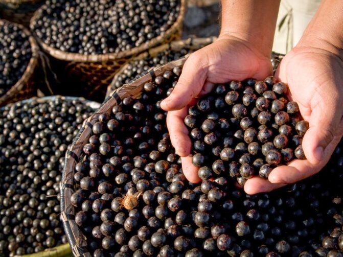 Açaí está entre as melhores frutas globais, segundo guia internacional; Coari é um dos municípios responsáveis pela produção