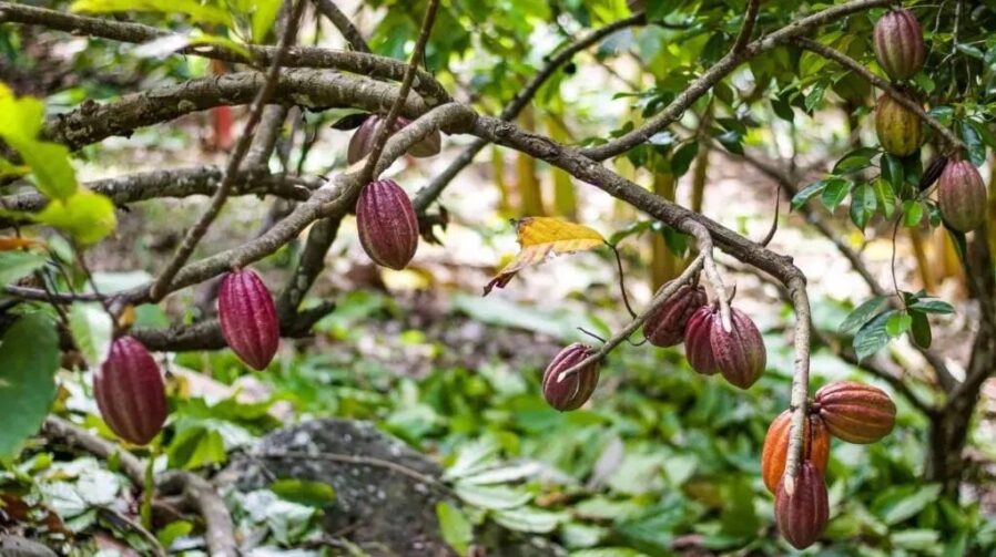 Nova espécie de cacau descoberta no Cruzeiro do Sul enriquecerá produção de chocolate