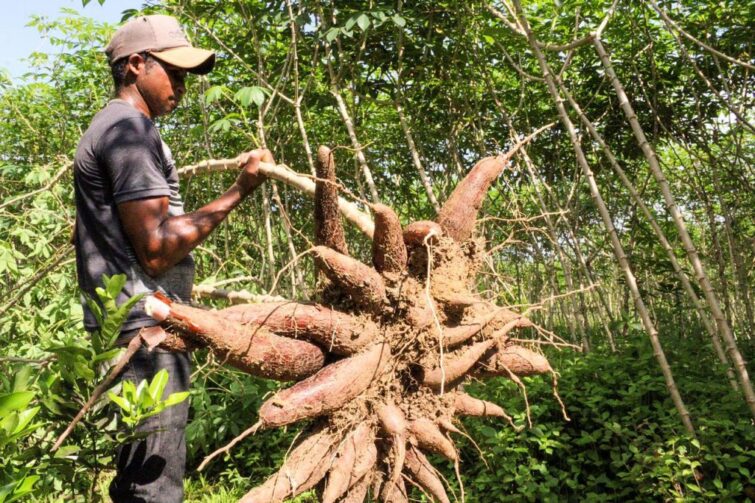 Coari é um dos principais cultivadores de mandioca do Amazonas