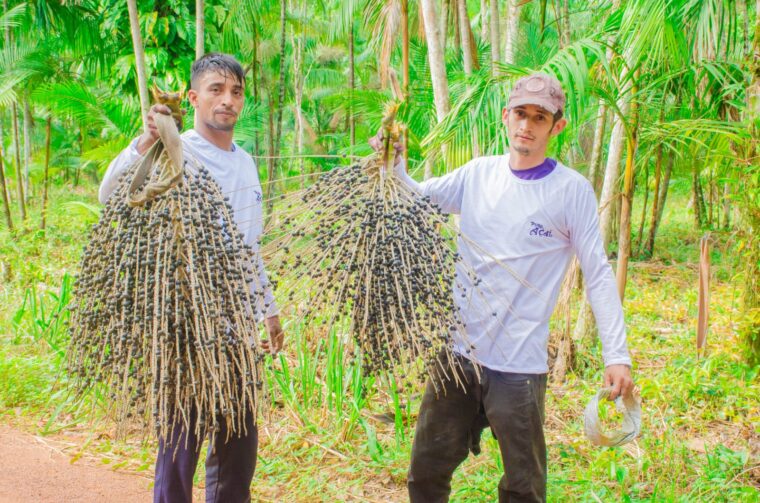 Produtores de Açaí de Codajás vão receber capacitação especializada para ampliar participação no mercado europeu