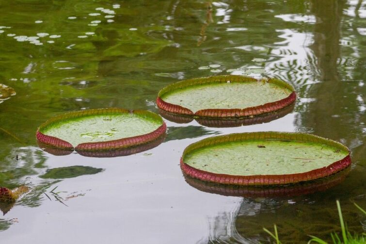 Conheça detalhes sobre a lenda da Vitória-Régia, um encanto da Amazônia