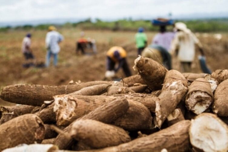 Conheça os três principais pilares da economia de Careiro Castanho