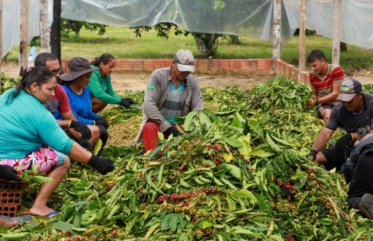 Acre é um dos maiores produtores de café do Norte do Brasil; conheça mais sobre a qualidade e produção do grão