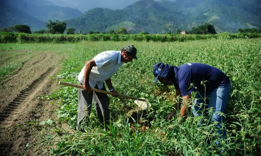 Ifam Maués abre chamada para aquisição de alimentos da agricultura familiar