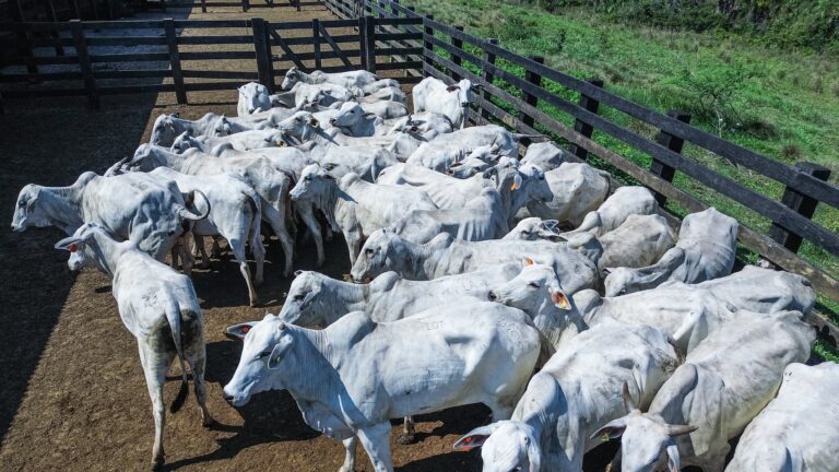 Acre lança tecnologia que pretende beneficiar produtores rurais da região do Juruá