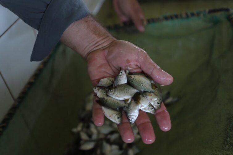 Amazonas entrega 96 mil alevinos a piscicultores de Rio Preto da Eva