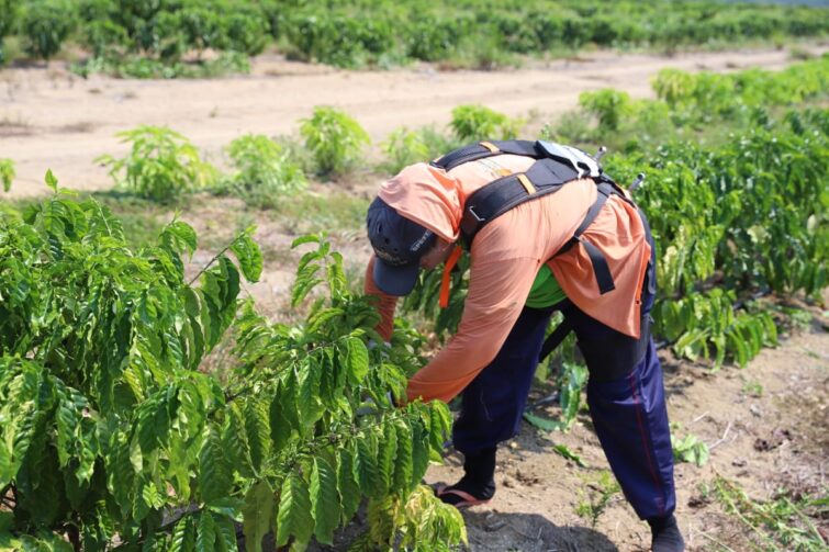 Em Rio Preto da Eva, órgão acompanha experimento-piloto de ferramenta para facilitar a mão de obra do produtor rural