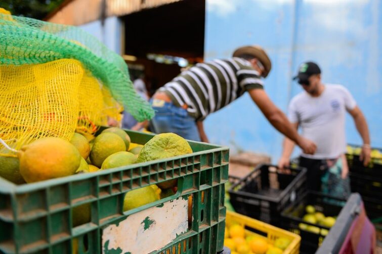 Conheça o Programa de Aquisição de Alimentos (PAA), uma iniciativa voltada a agricultura familiar em Careiro Castanho