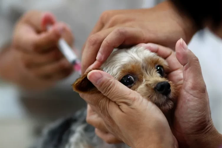 Proteção animal: Dia 'D' de vacinação contra raiva acontece este sábado, 9 de novembro, nos postos do Segundo Distrito de Ji-Paraná