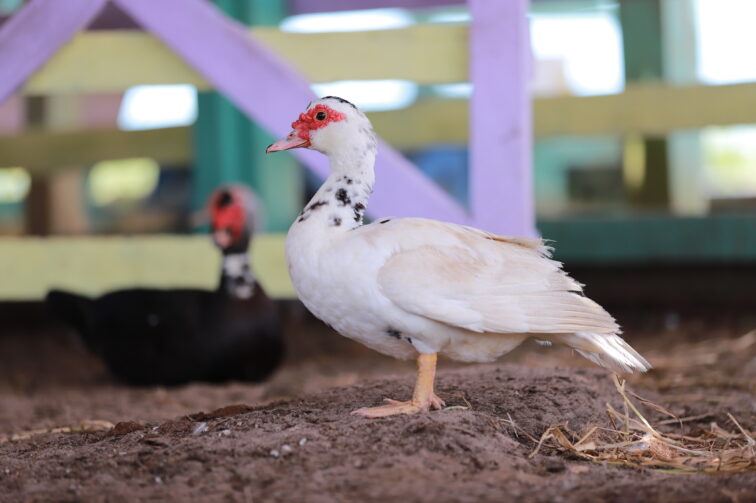 Produtores têm até 13 de dezembro para atualizar cadastro de animais existentes na propriedade