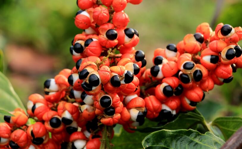 Saiba como o guaraná se tornou símbolo da cultura de Maués