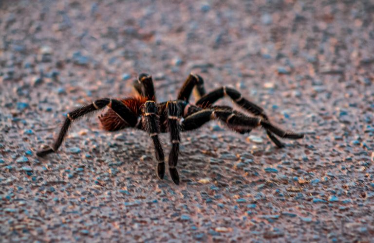 Rondônia orienta população sobre prevenção de acidentes com animais peçonhentos durante o inverno amazônico