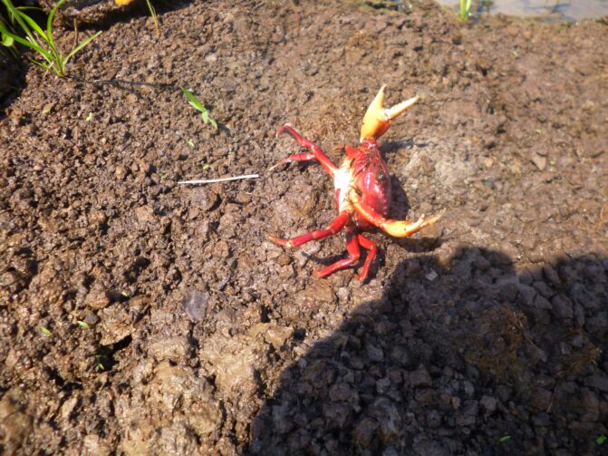 Pesquisa de Itacoatiara analisa efeitos da ingestão de microplásticos em caranguejo vermelho