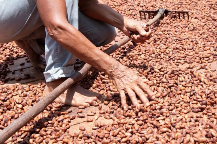 Empresa amazonense desenvolve chocolate amazônico com impacto socioambiental