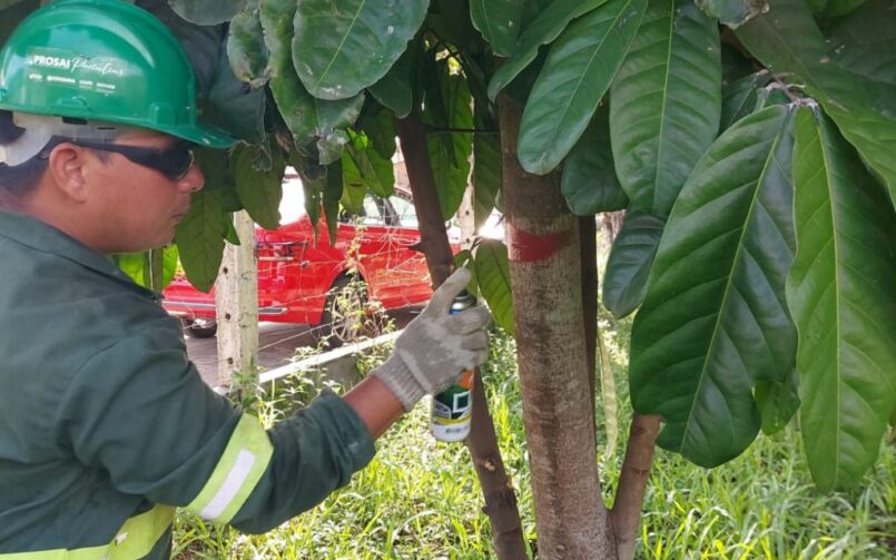 Inventário florestal revela diversidade de espécies arbóreas na área do Prosai Parintins