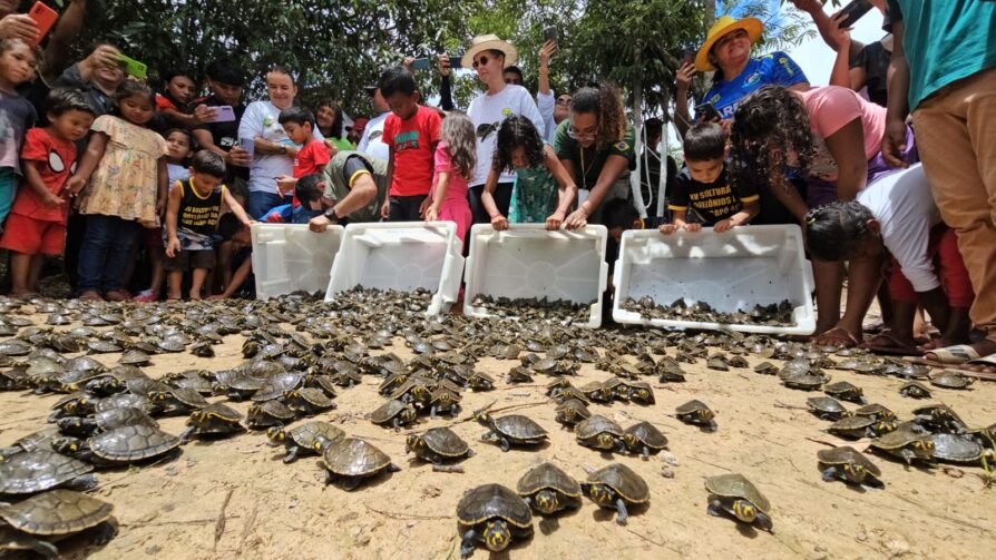 Mais de 4,9 mil quelônios são devolvidos à natureza na Reserva de Desenvolvimento Sustentável Igapó-Açu