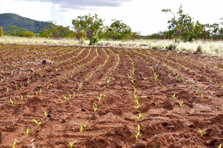 Edital seleciona pesquisas científicas na área agroambiental em Roraima