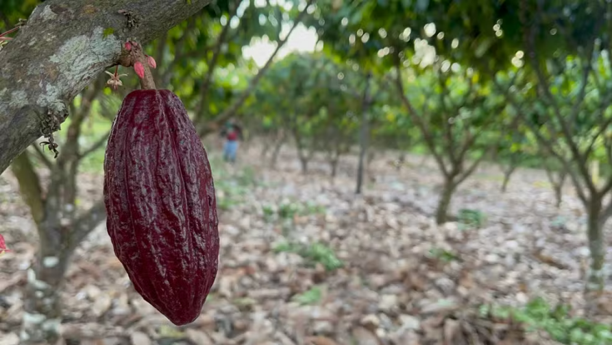 Agricultores investem em plantação de cacau e se preparam para primeira grande safra no em Roraima: 'futuro promissor'