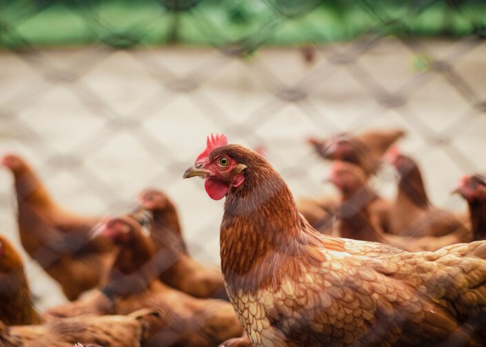Campanha de atualização cadastral de animais começa segunda-feira, 5 de maio, no Amazonas