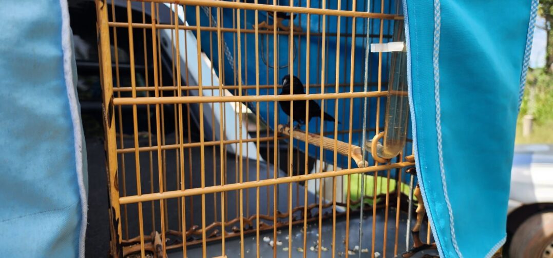 Operação auta três pessoas por passarinhar ilegalmente em Iranduba