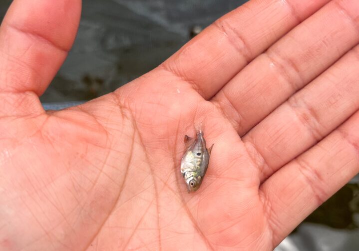 Pesquisa aprimora tecnologia para a reprodução de peixes em Itacoatiara