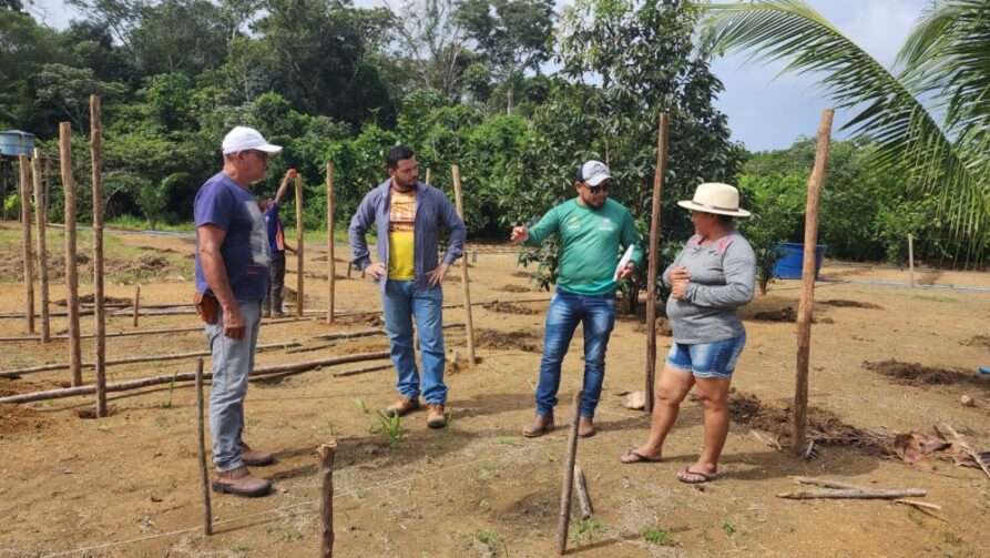 Cultivo de melancia em sistema vertical gera bons resultados e impulsiona agricultura em Parintins
