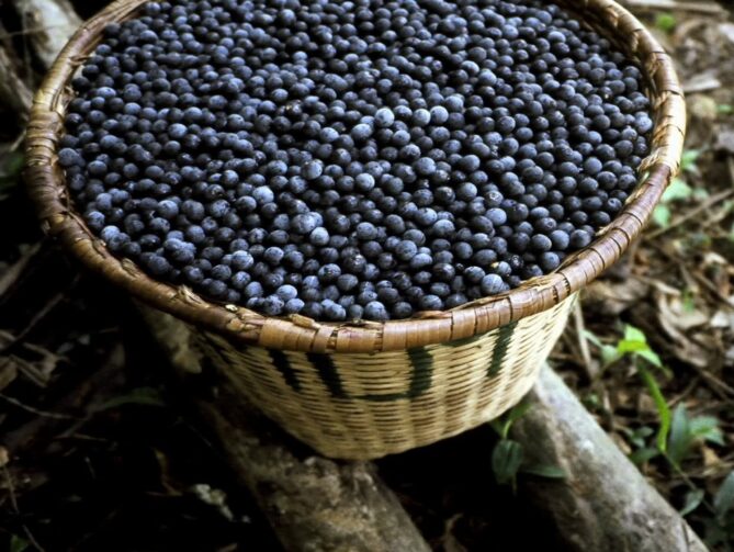 Produção de açaí cresce 150% no interior do Amazonas