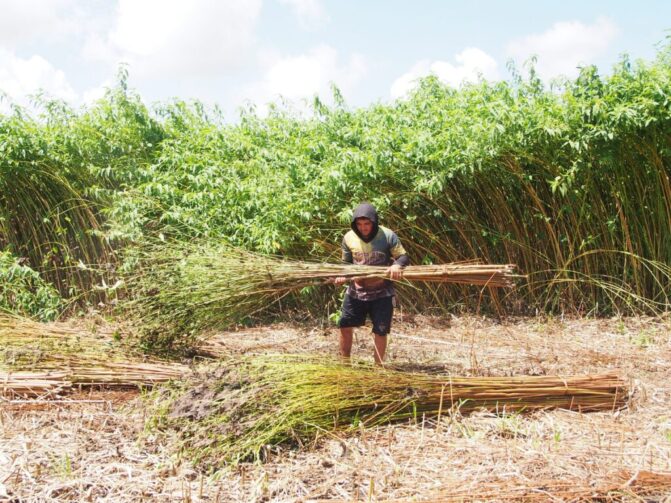 Juta e Malva: Amazonas lança edital para pagamento das safras 2024/2025