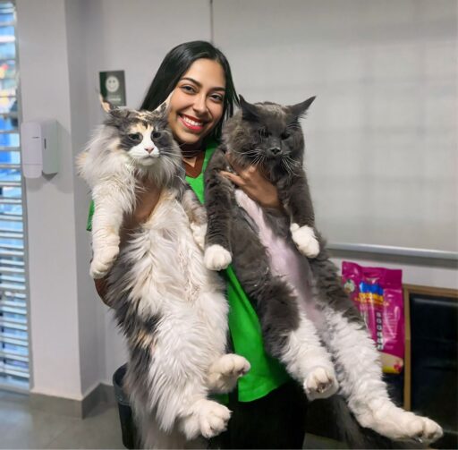 Conheça a trajetória de Pabline Lemes, veterinária especialista em gatos em Ji-Paraná