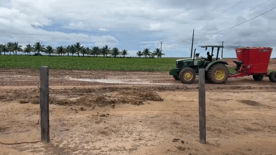 Integração entre lavoura e pecuária garante renda o ano todo a produtores em Roraima