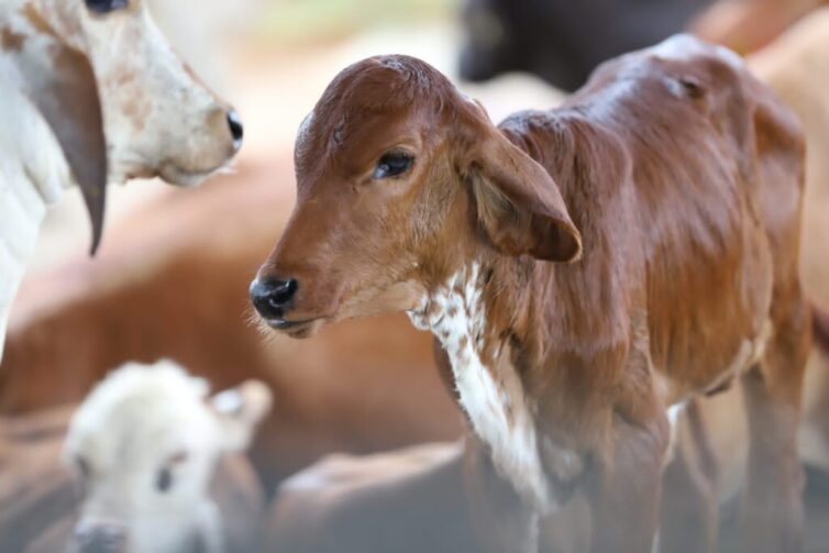 Amazonas inicia segunda etapa da campanha de vacinação contra a brucelose