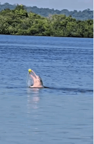 Vídeo: botos são flagrados brincando de bola nas águas do Rio Negro, em Novo Airão