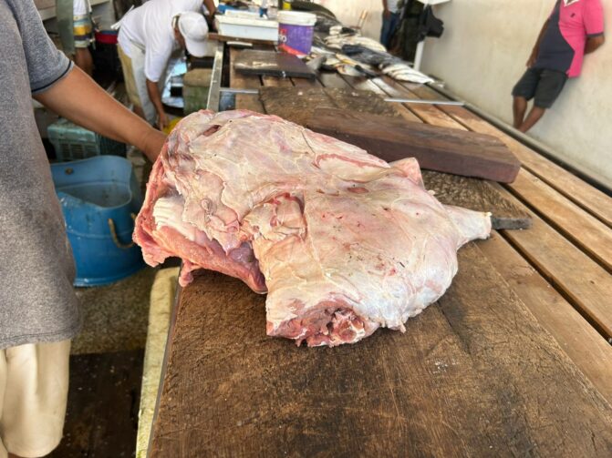 Órgão apreende carne de capivara comercializada ilegalmente em Itacoatiara