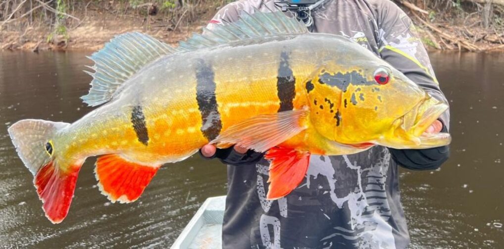 Temporada de pesca esportiva no Amazonas começa em agosto e exige regularização