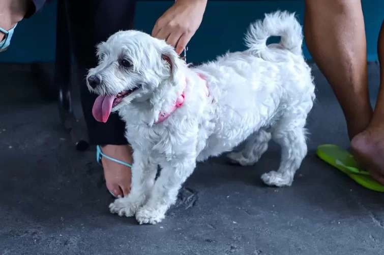 Ação gratuita leva serviços de saúde para cães e gatos no Japiim