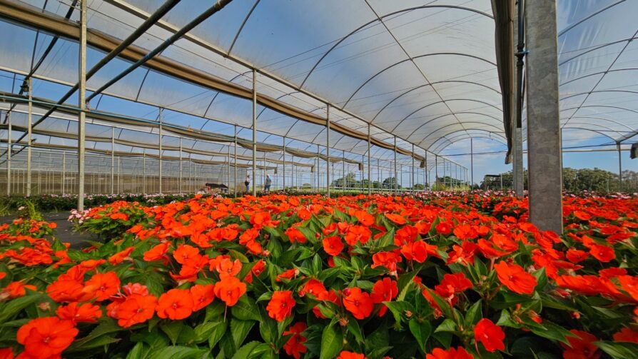 17º Festival de Flores de Holambra movimenta Ji-Paraná com cultura e natureza
