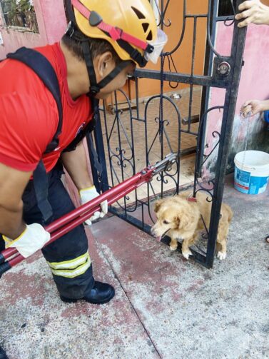 Em Manacapuru, Corpo de Bombeiros resgata cachorro preso em grade após se assustar com fogos de artifício