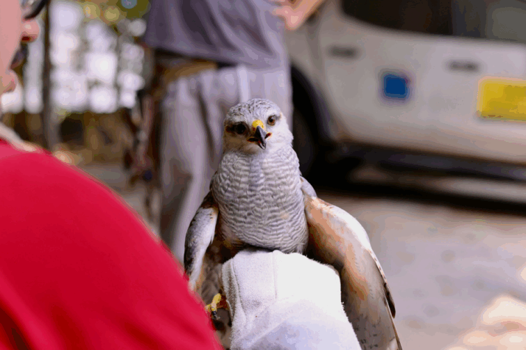 Gavião-pedrês e filhotes de aracuã são resgatados em Manaus