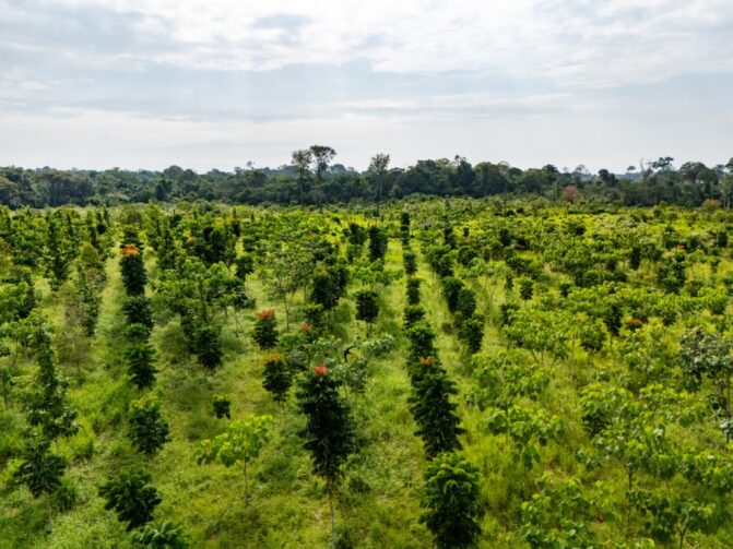 Projeto de agrofloresta no sul de Roraima avança para ampliar restauração e fortalecer economia local