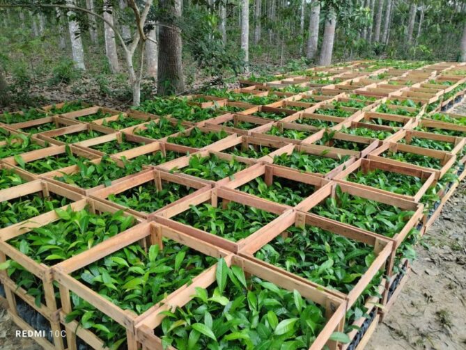 Idam inicia cadastramento de agricultores familiares para recebimento de mudas de castanha-da-Amazônia