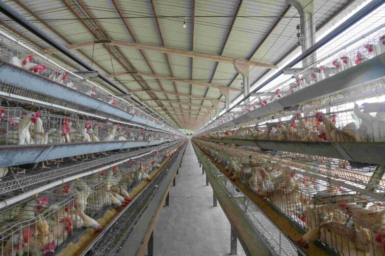 Dia do Avicultor: veja orientações sobre licenciamento ambiental no Amazonas