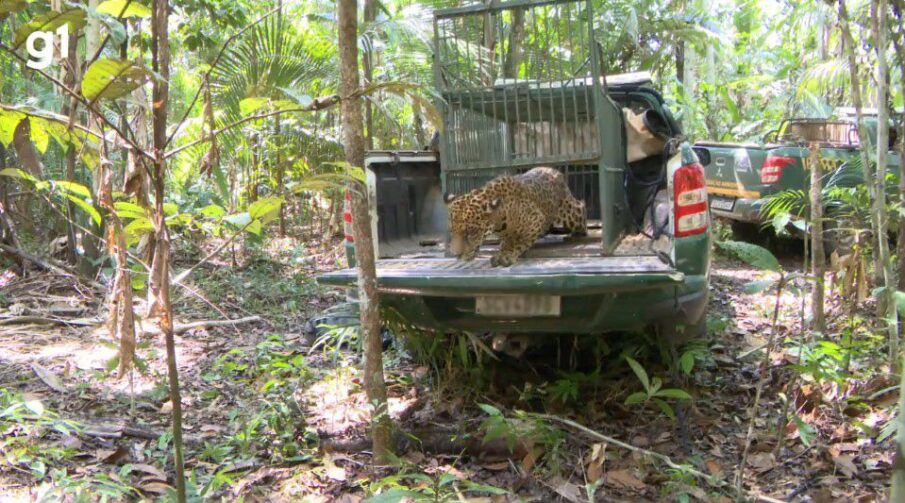 Onça-pintada resgatada em Ji-Paraná é solta em floresta preservada de Rondônia