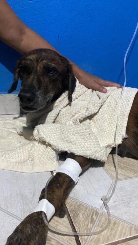 Campanha Solidária: veterinária busca apoio para tratamento de cão idoso resgatado em Autazes