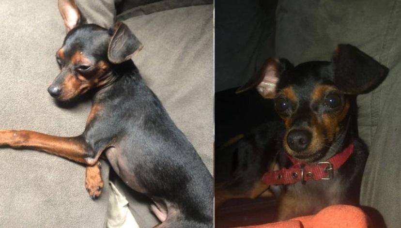 Família procura por cão desaparecido no Jorge Teixeira e oferece recompensa