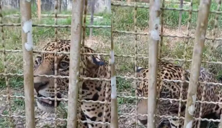 Após dias de busca, onça-pintada é capturada em área urbana de Ji-Paraná