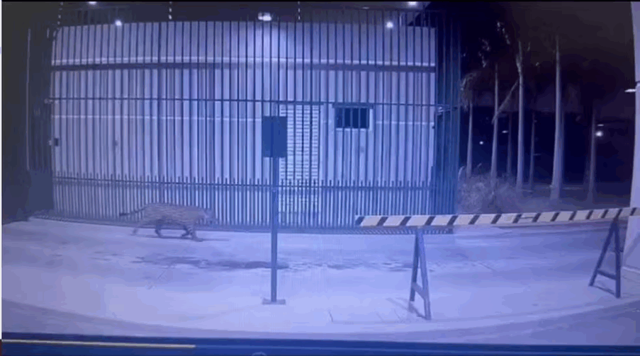 Onça-pintada é flagrada tentando entrar em condomínio de luxo em Ji-Paraná