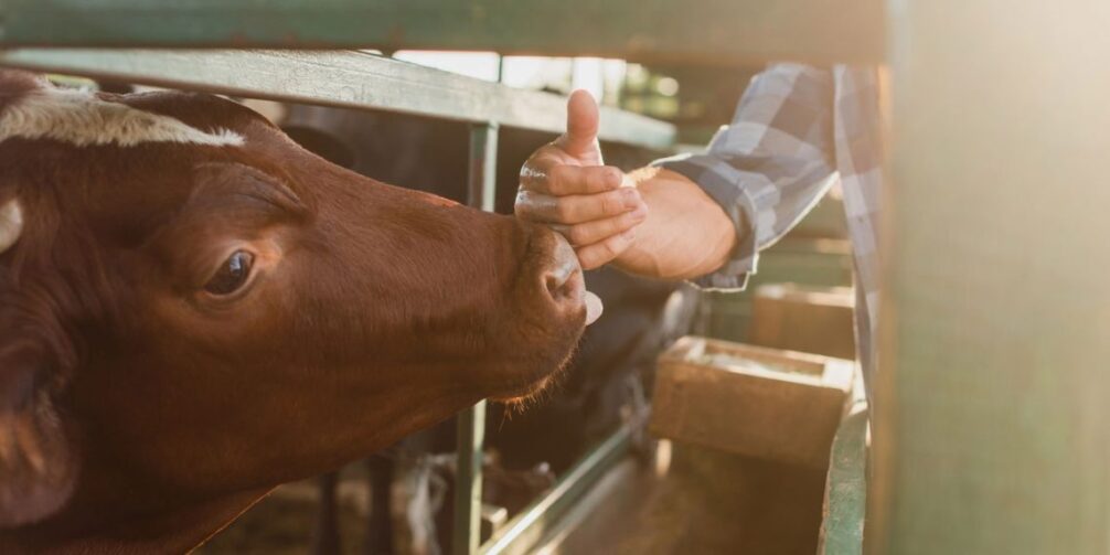 Especialização gratuita em Produção Animal oferece vagas para profissionais em Rorainópolis