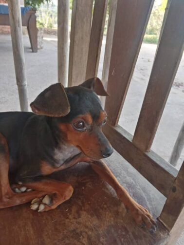 Cachorro desaparecido no Jorge Teixeira é encontrado em Itacoatiara após dias de buscas