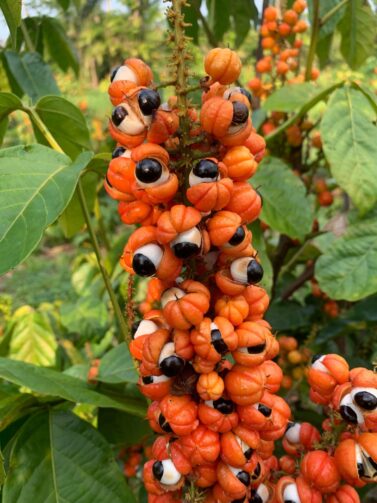 Maués recebe título de Capital Nacional do Guaraná