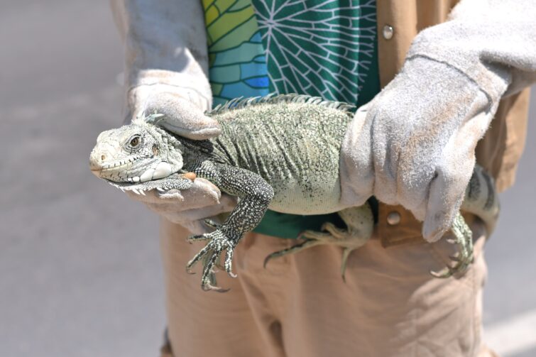 Pariri, iguana, gaviões-pedrês e tamanduá são resgatados em diferentes regiões de Manaus
